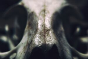 gray animal skull